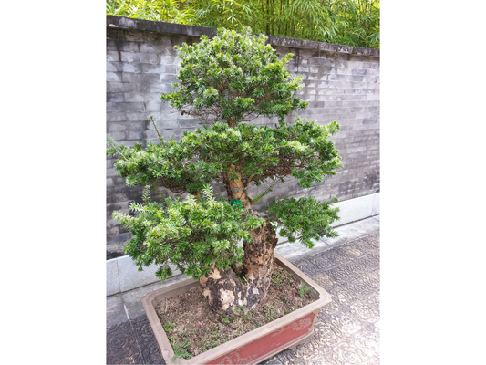 Fortune’s Keteleeria Tree Seeds | Chinese Keteleeria | (Keteleeria fortunei)