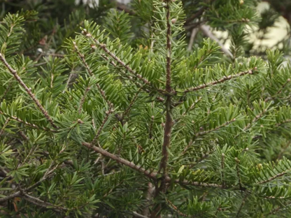 Fortune’s Keteleeria Tree Seeds | Chinese Keteleeria | (Keteleeria fortunei)