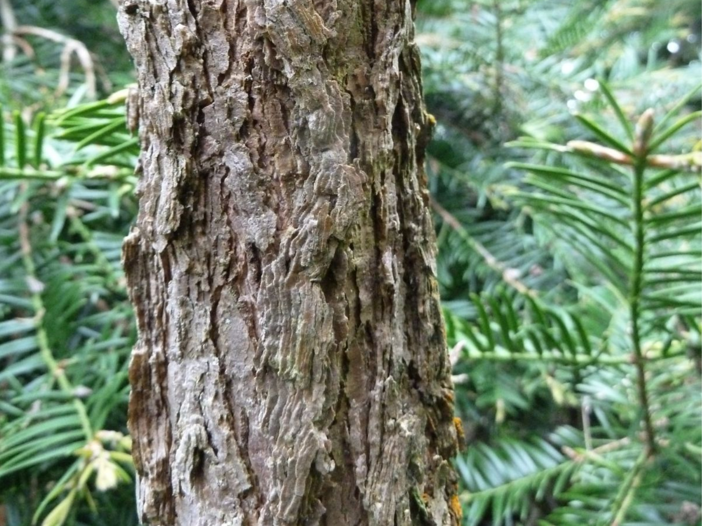 Fortune’s Keteleeria Tree Seeds | Chinese Keteleeria | (Keteleeria fortunei)