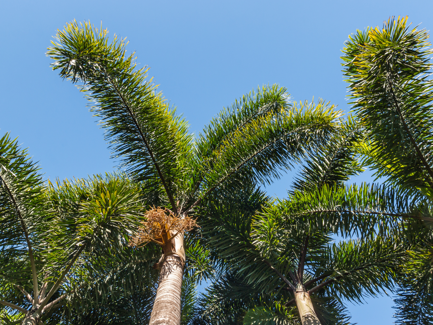 Foxtail Palm Seeds | Foxtail Palm Tree Seeds | (Wodyetia bifurcata)