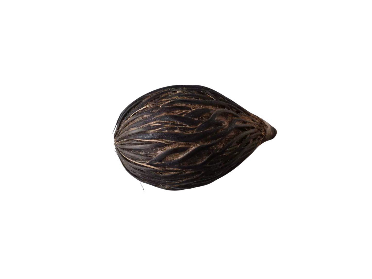 Foxtail Palm Seeds | Foxtail Palm Tree Seeds | (Wodyetia bifurcata)