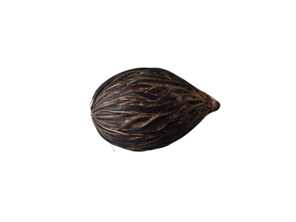 Foxtail Palm Seeds | Foxtail Palm Tree Seeds | (Wodyetia bifurcata)