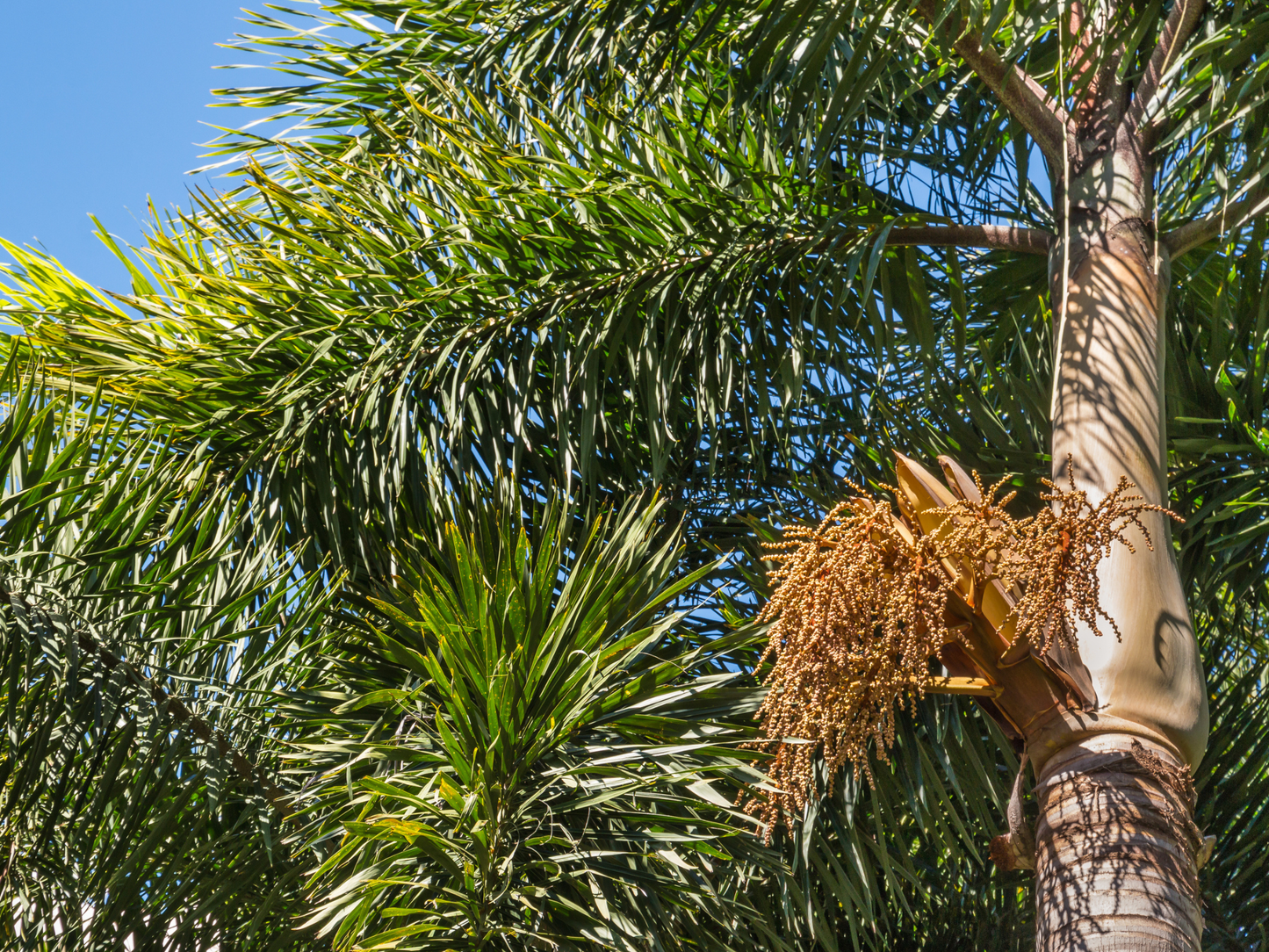 Foxtail Palm Seeds | Foxtail Palm Tree Seeds | (Wodyetia bifurcata)