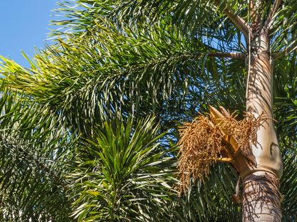 Foxtail Palm Seeds | Foxtail Palm Tree Seeds | (Wodyetia bifurcata)