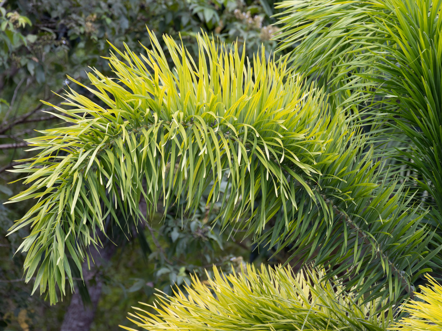 Foxtail Palm Seeds | Foxtail Palm Tree Seeds | (Wodyetia bifurcata)