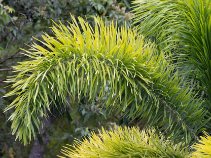 Foxtail Palm Seeds | Foxtail Palm Tree Seeds | (Wodyetia bifurcata)