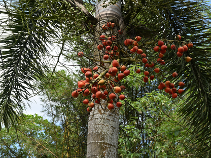 Foxtail Palm Seeds | Foxtail Palm Tree Seeds | (Wodyetia bifurcata)