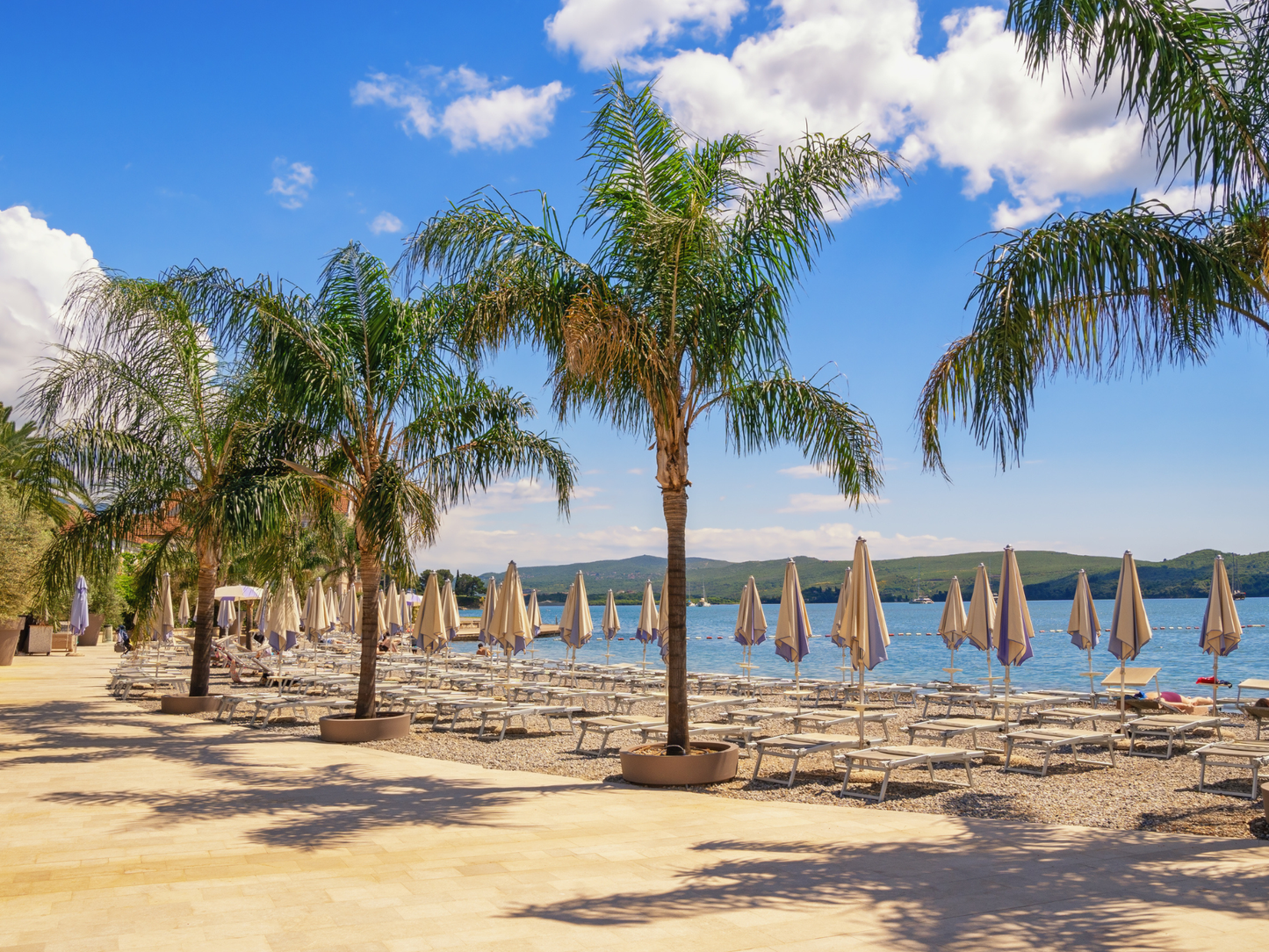 Foxtail Palm Seeds | Foxtail Palm Tree Seeds | (Wodyetia bifurcata)