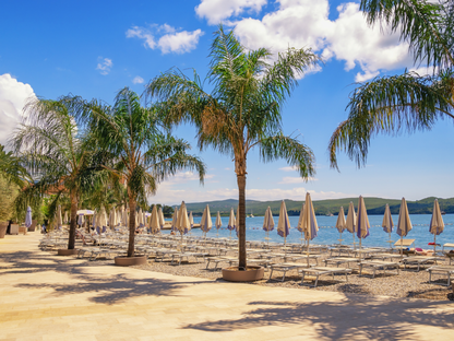 Foxtail Palm Seeds | Foxtail Palm Tree Seeds | (Wodyetia bifurcata)