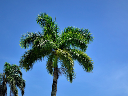 Foxtail Palm Seeds | Foxtail Palm Tree Seeds | (Wodyetia bifurcata)