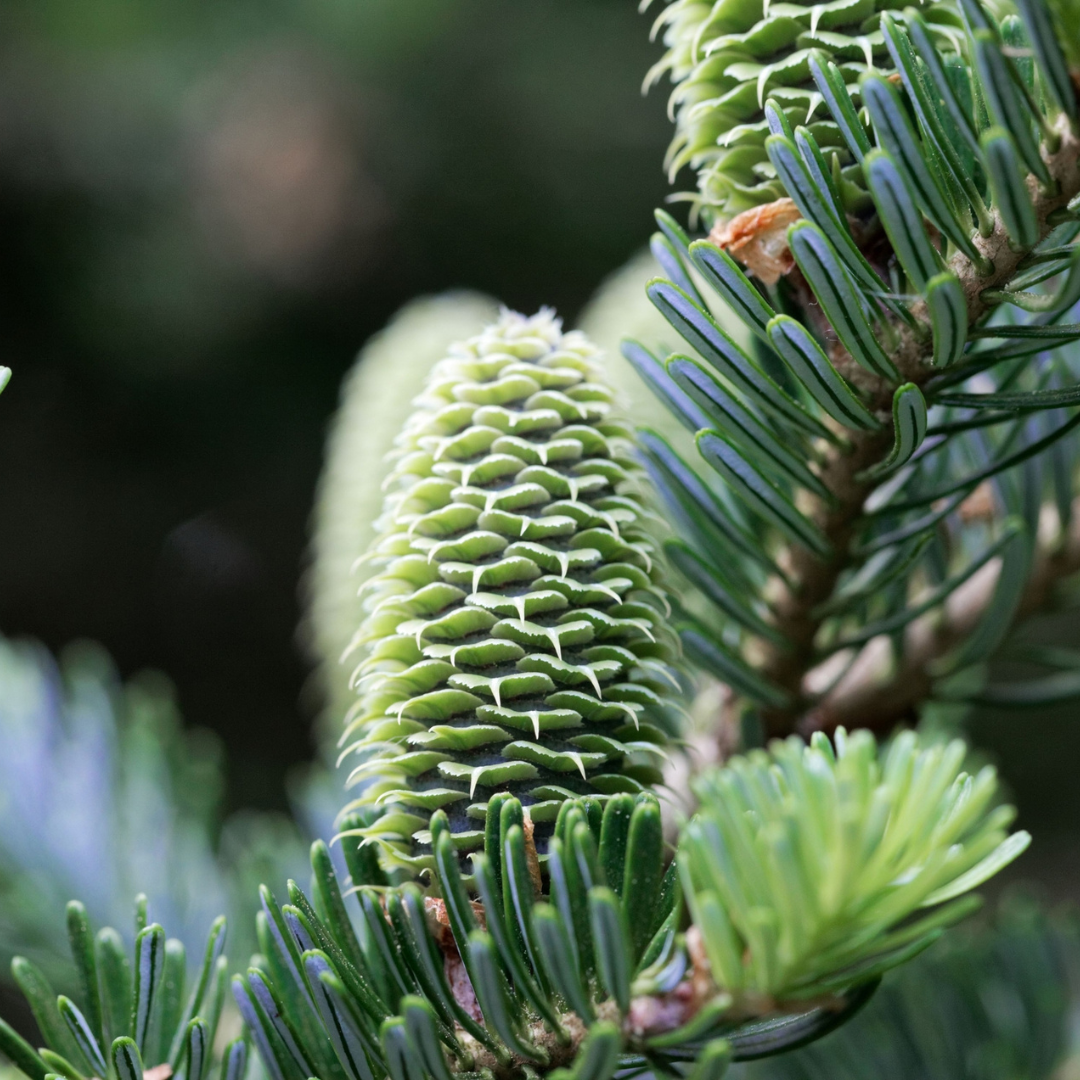 Fraser Fir Tree Seeds-(Abies fraseri)