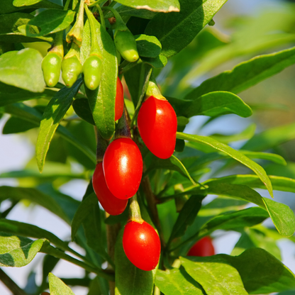 Goji Berry Tree Seeds | Chinese Wolfberry | (Lycium chinense)