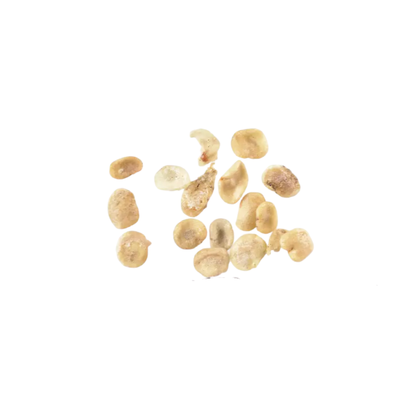 Goji Berry Tree Seeds | Chinese Wolfberry | (Lycium chinense)