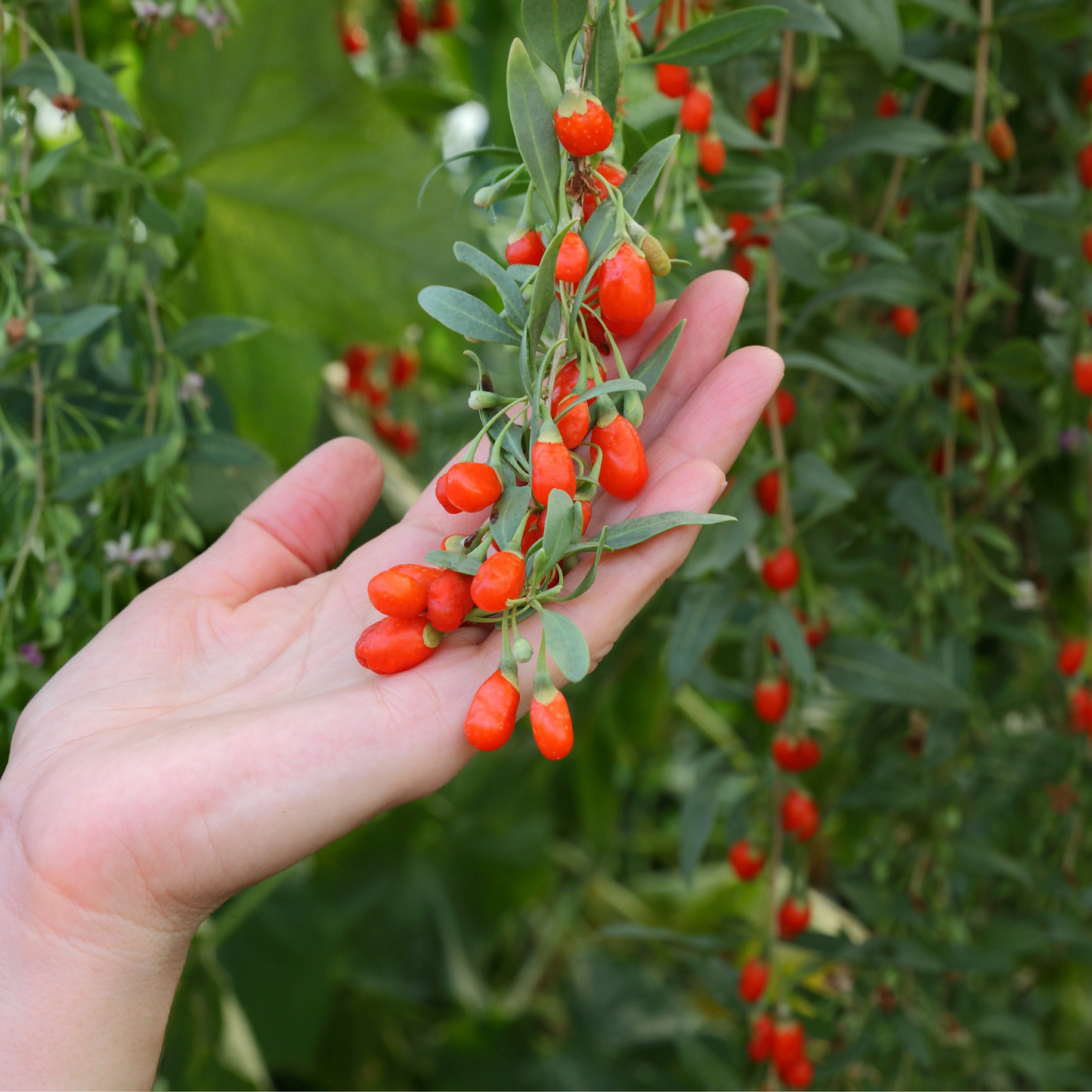Goji Berry Tree Seeds | Chinese Wolfberry | (Lycium chinense)
