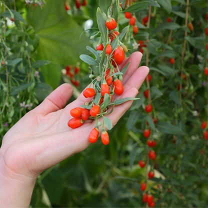 Goji Berry Tree Seeds | Chinese Wolfberry | (Lycium chinense)