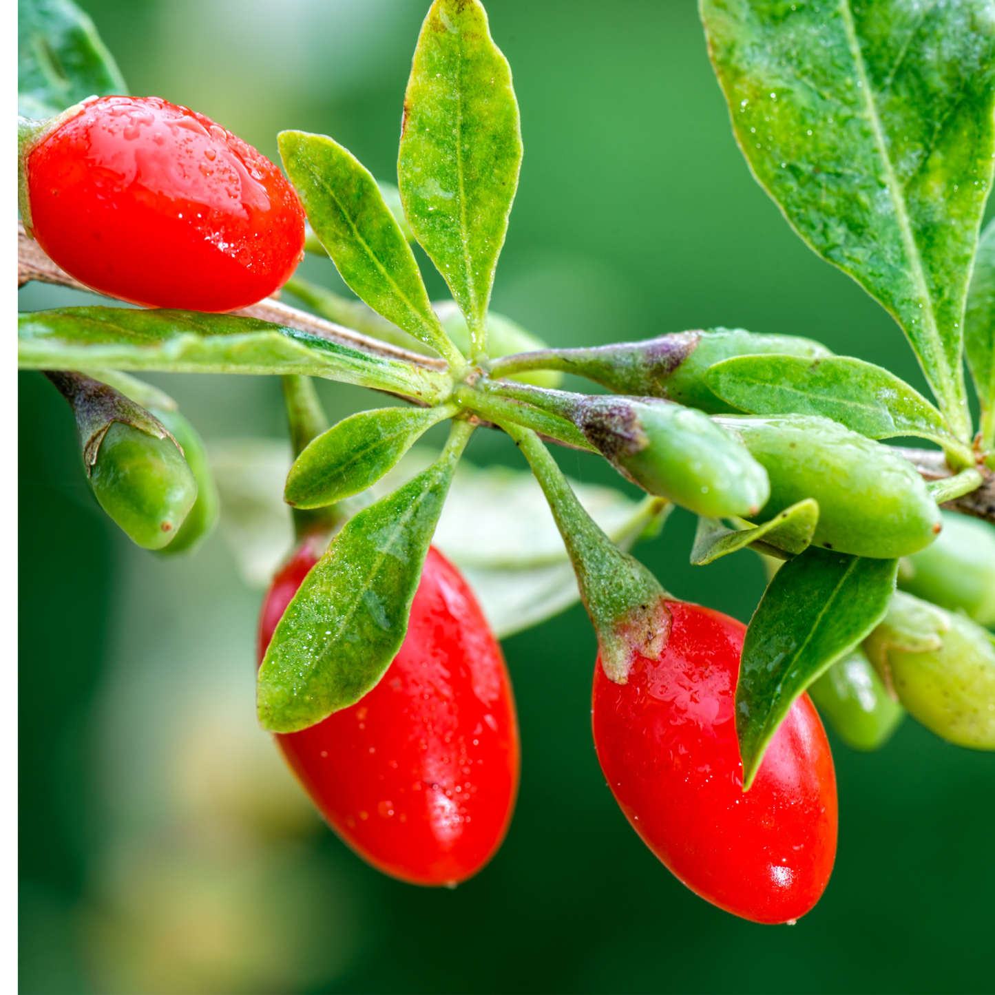 Goji Berry Tree Seeds | Chinese Wolfberry | (Lycium chinense)