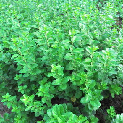 Goji Berry Tree Seeds | Chinese Wolfberry | (Lycium chinense)