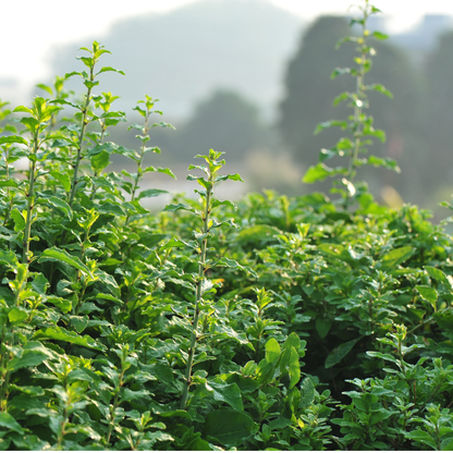 Goji Berry Tree Seeds | Chinese Wolfberry | (Lycium chinense)