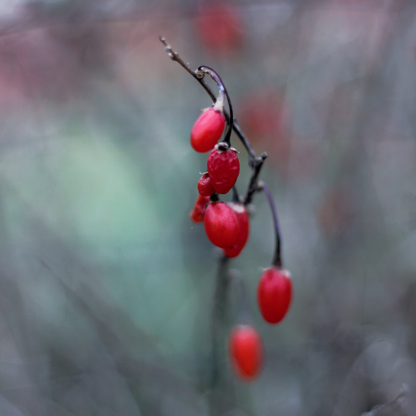 Goji Berry Tree Seeds | Chinese Wolfberry | (Lycium chinense)