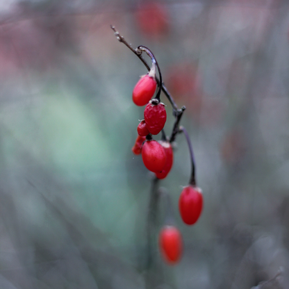 Goji Berry Tree Seeds | Chinese Wolfberry | (Lycium chinense)