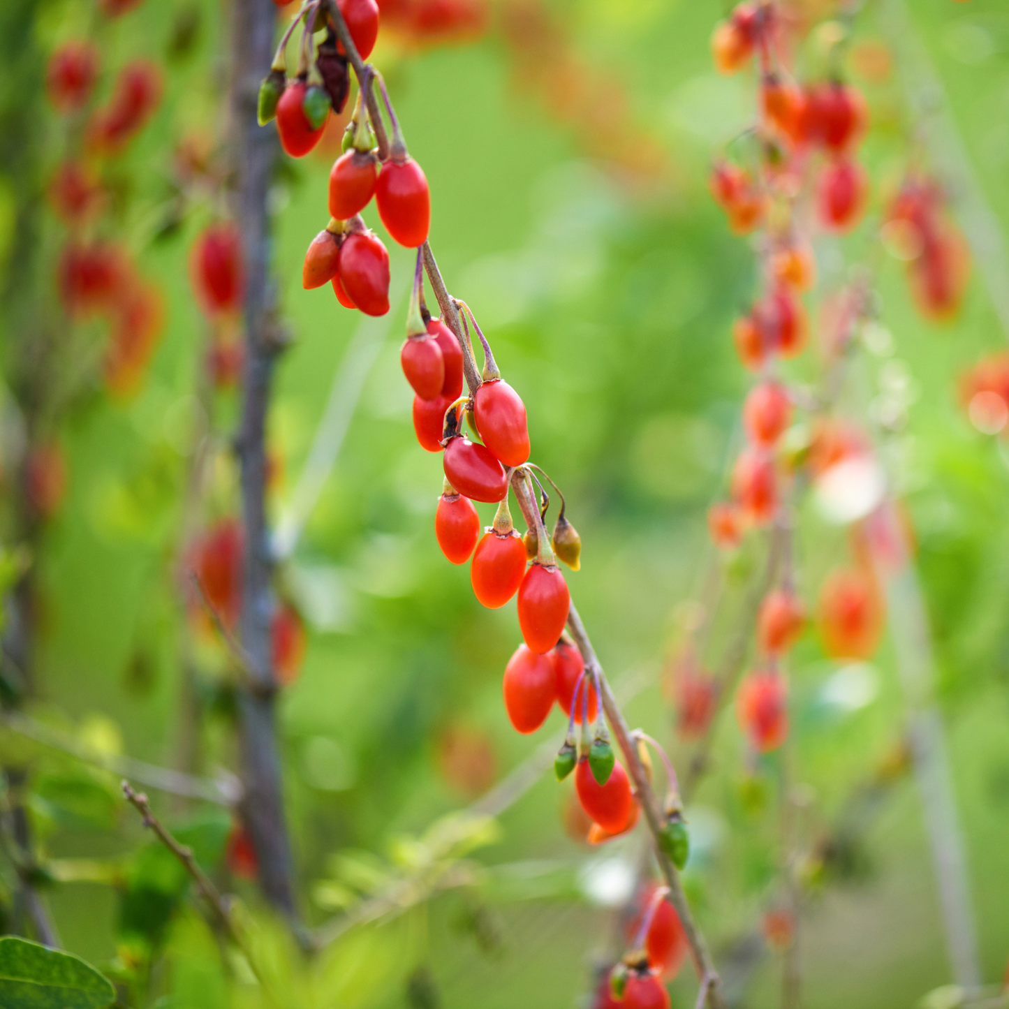 Goji Berry Tree Seeds | Chinese Wolfberry | (Lycium chinense)
