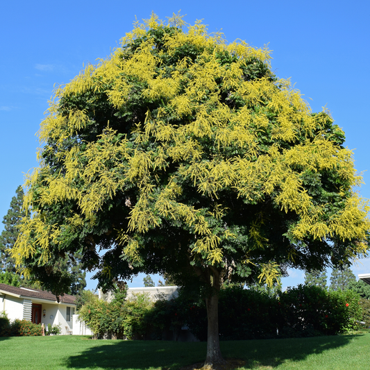 Golden Rain Tree Tree Seeds | Varnish Tree | (Koelreuteria paniculata)