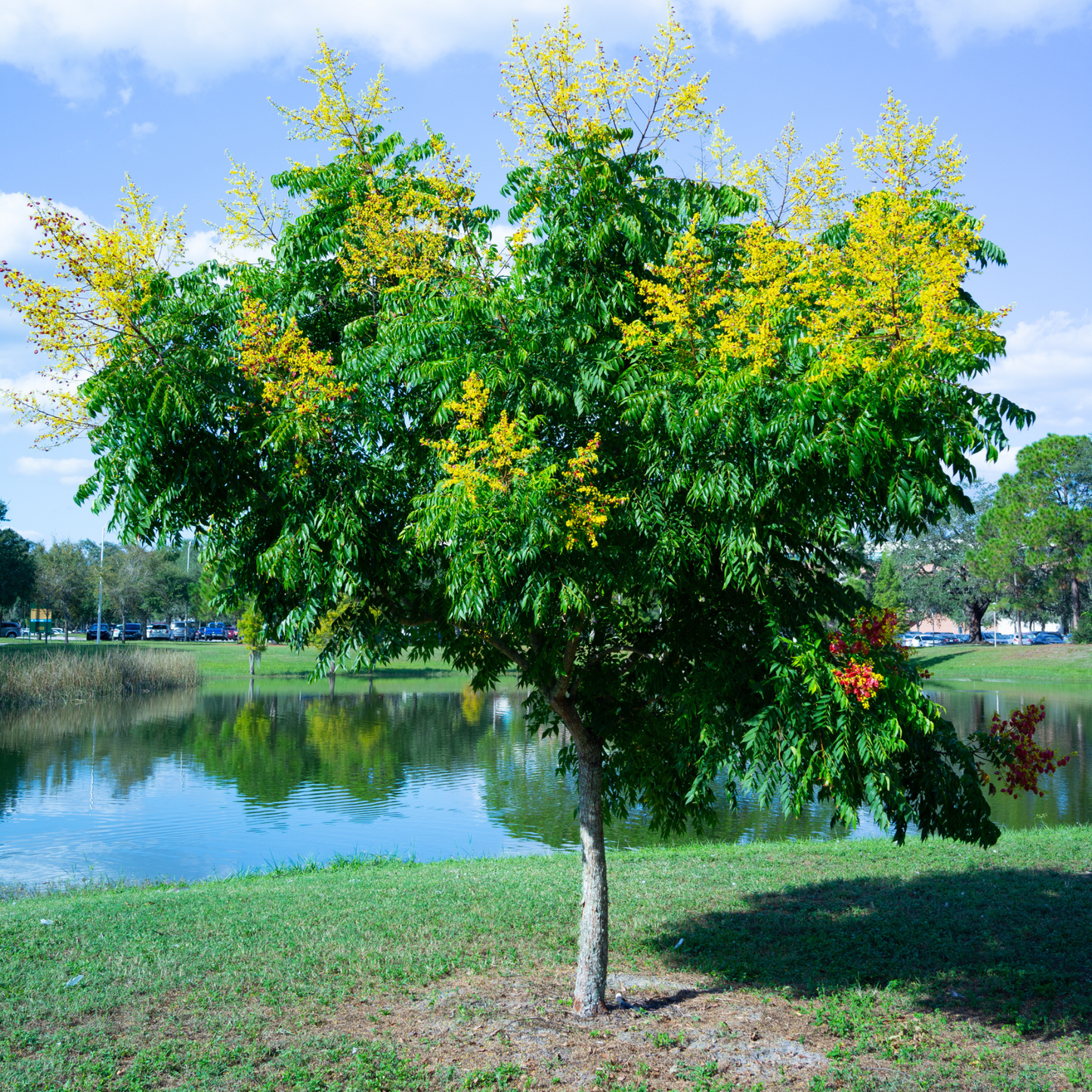 Golden Rain Tree Tree Seeds | Varnish Tree | (Koelreuteria paniculata)