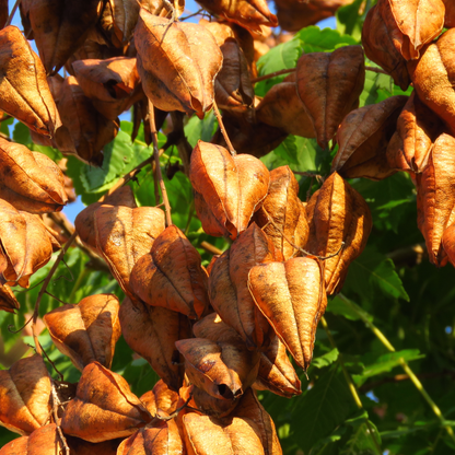 Golden Rain Tree Tree Seeds | Varnish Tree | (Koelreuteria paniculata)
