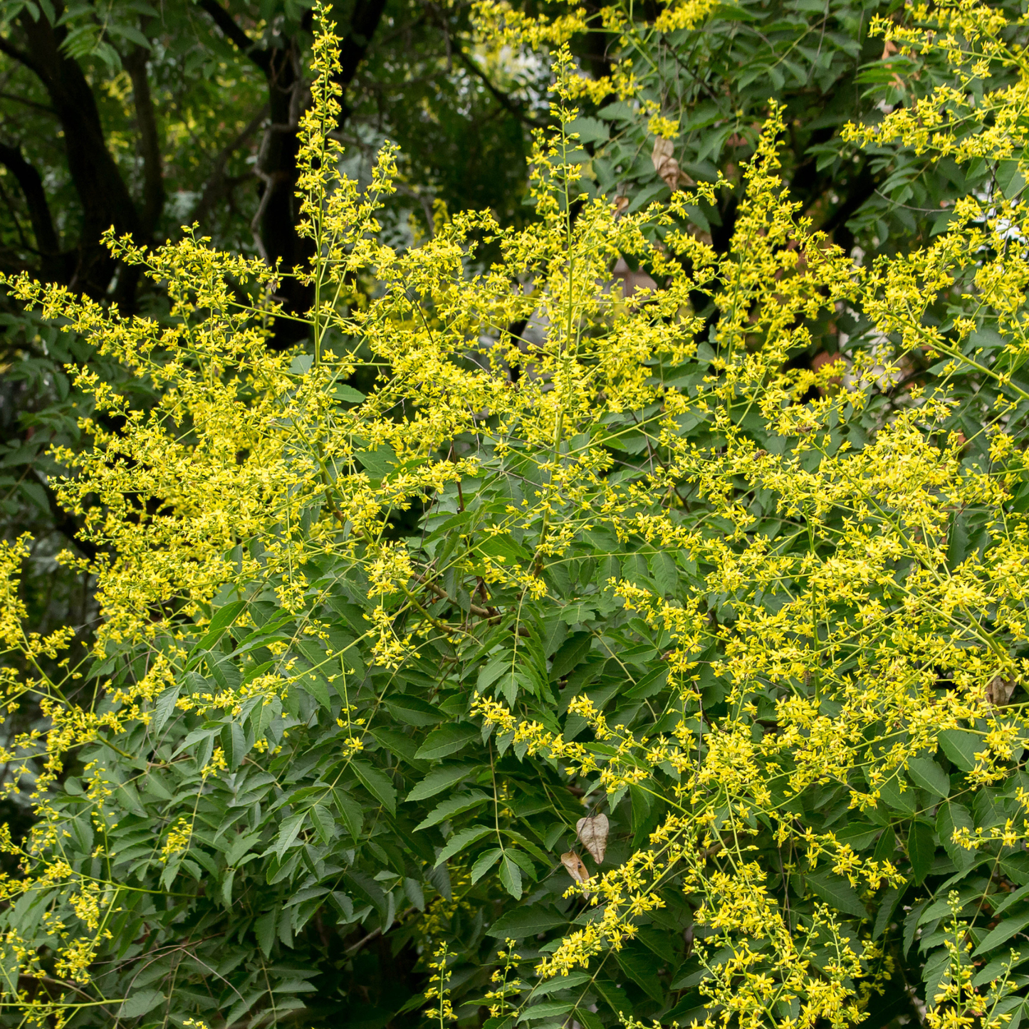 Golden Rain Tree Tree Seeds | Varnish Tree | (Koelreuteria paniculata)