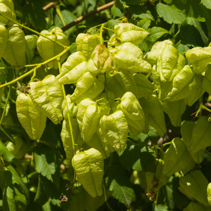 Golden Rain Tree Tree Seeds | Varnish Tree | (Koelreuteria paniculata)