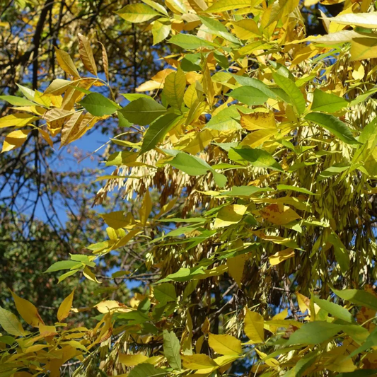 Green Ash Tree Seeds (Fraxinus pennsylvanica)