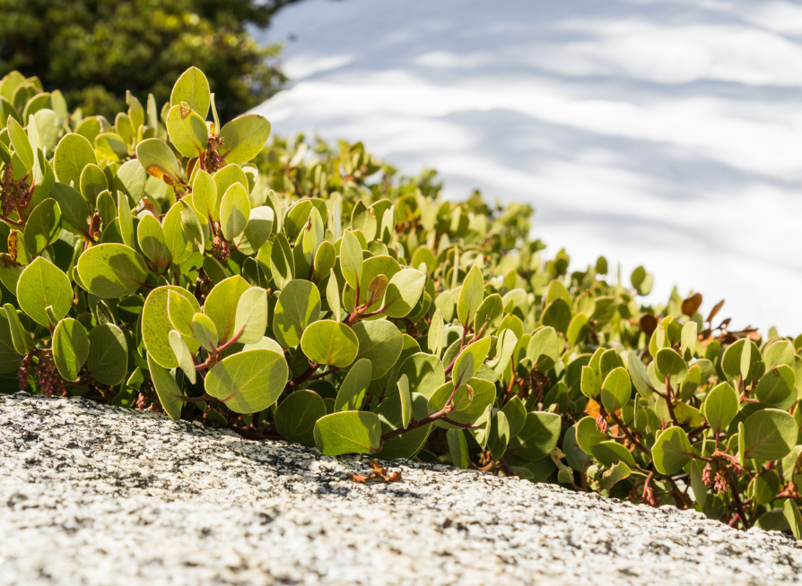 Greenleaf Manzanita Tree Seeds | (Arctostaphylos patula)