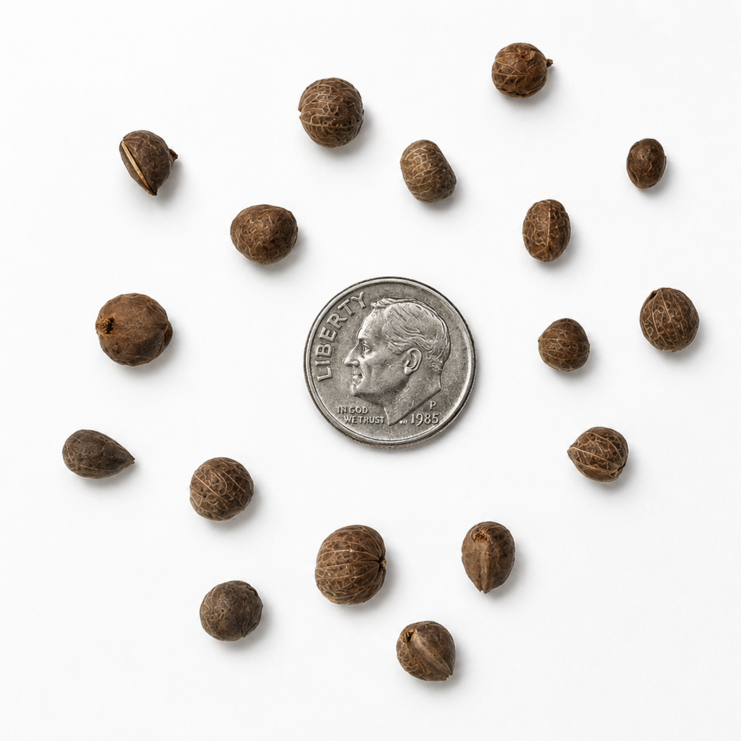 Greenleaf Manzanita Tree Seeds | (Arctostaphylos patula)