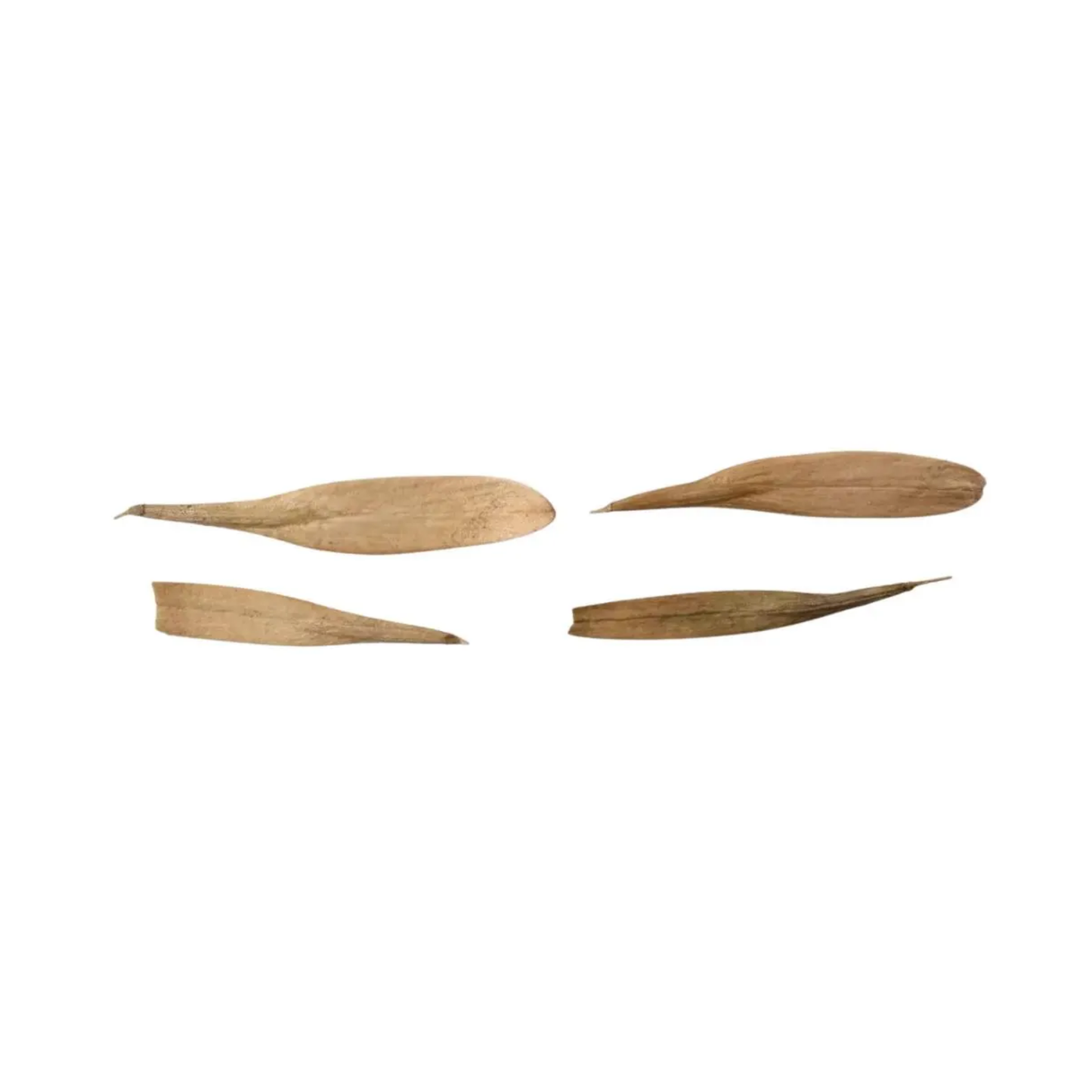 Green Ash Tree Seeds (Fraxinus pennsylvanica)