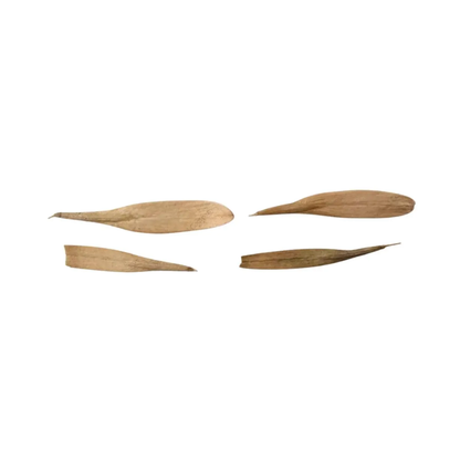 Green Ash Tree Seeds (Fraxinus pennsylvanica)