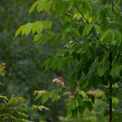 Green Ash Tree Seeds (Fraxinus pennsylvanica)