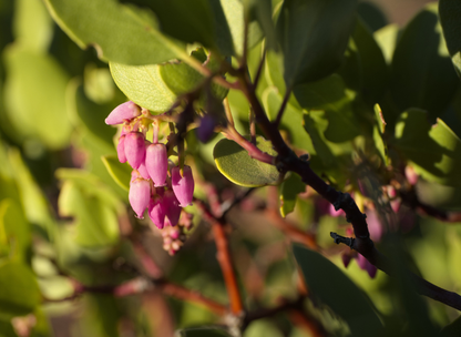 Greenleaf Manzanita Tree Seeds | (Arctostaphylos patula)