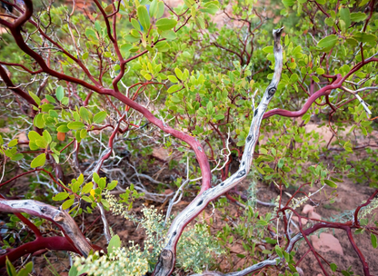 Greenleaf Manzanita Tree Seeds | (Arctostaphylos patula)