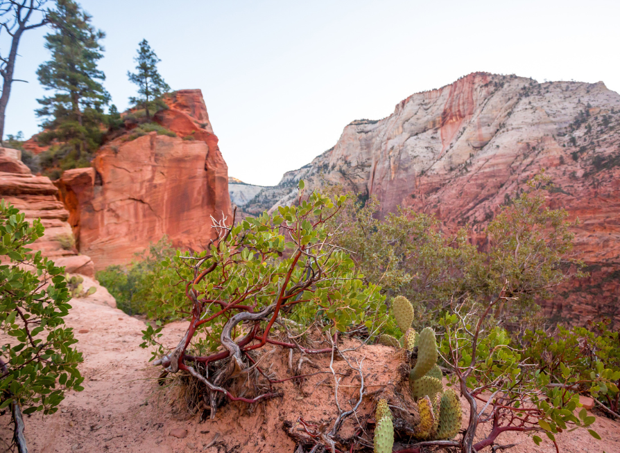 Greenleaf Manzanita Tree Seeds | (Arctostaphylos patula)