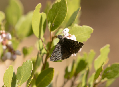 Greenleaf Manzanita Tree Seeds | (Arctostaphylos patula)