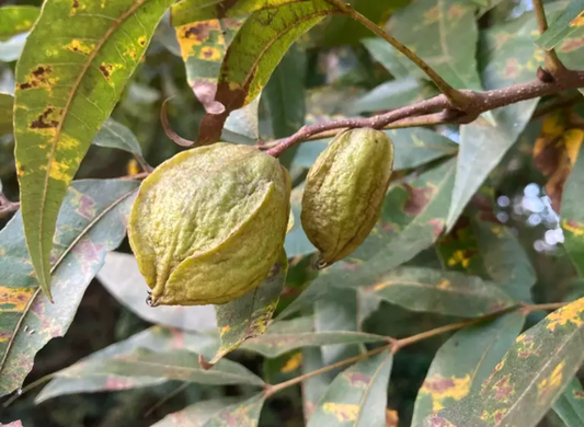 Hican Tree Seeds | Leconte Hickory | (Carya aquatica × illinoensis)