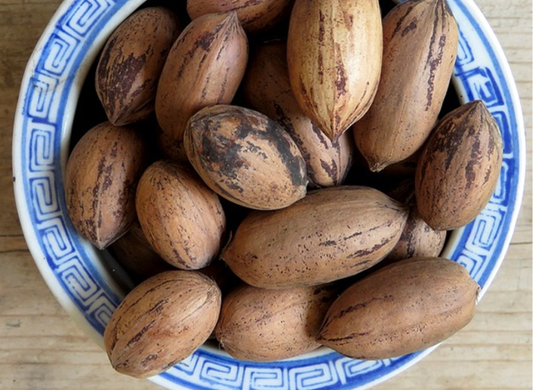 Hican Tree Seeds | Leconte Hickory | (Carya aquatica × illinoensis)