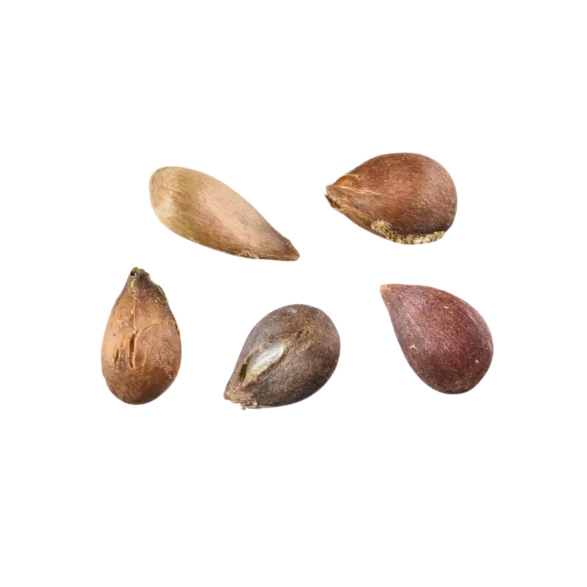 Five Honey Crisp Apple seeds on a white background