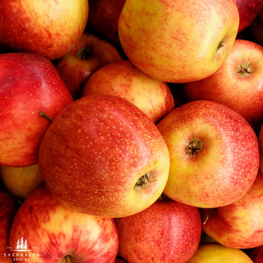 A close-up of several Honeycrisp apples with a vibrant red and yellow color, showcasing their smooth skin and round shape.