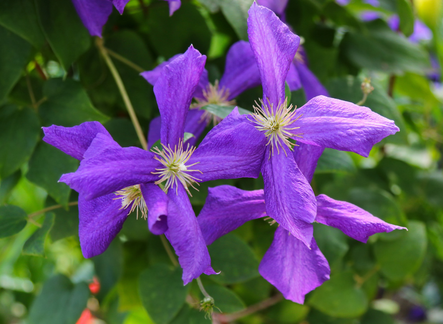 Italian Clematis Seeds | Italian Leather Flower | (Clematis viticella)
