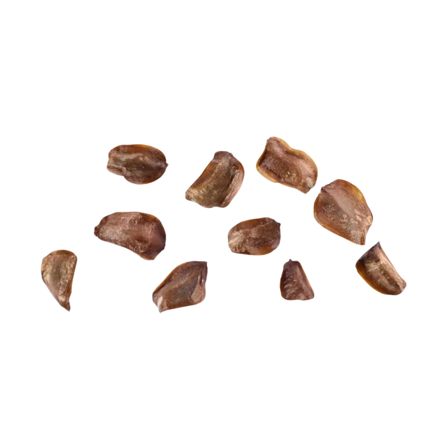Italian Cypress Tree Seeds | (Cupressus sempervirens ‘Stricta’)
