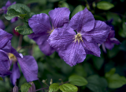 Italian Clematis Seeds | Italian Leather Flower | (Clematis viticella)