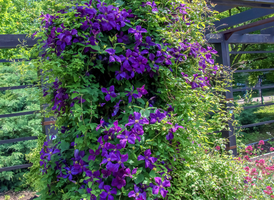 Italian Clematis Seeds | Italian Leather Flower | (Clematis viticella)