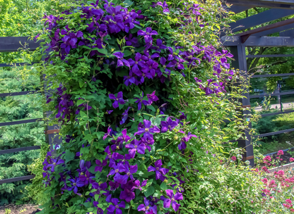 Italian Clematis Seeds | Italian Leather Flower | (Clematis viticella)