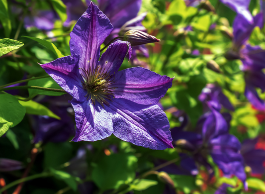 Italian Clematis Seeds | Italian Leather Flower | (Clematis viticella)